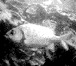 fish2